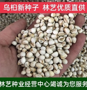 乌桕种子新采乌桕树苗种籽子山乌桕腊子树桕子木子树林木种子