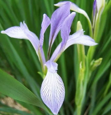 [马莲种子批发]新产马莲种子 马莲花籽 马莲子 多年生 可在线交易价格