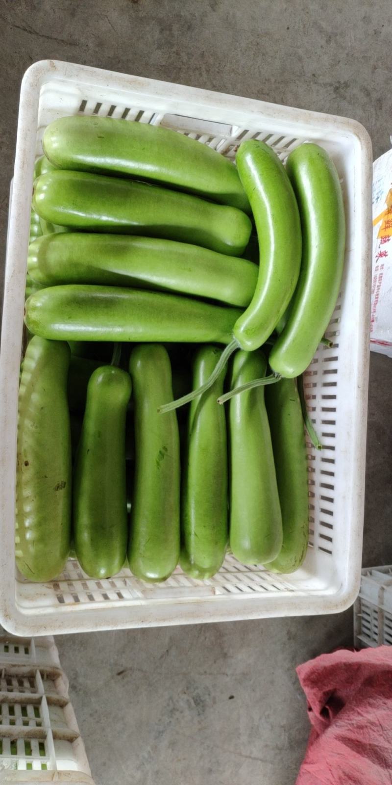 [黄瓜批发]四川乐山峨眉山市黄瓜 1.50元/斤胡瓜 _ 一亩田