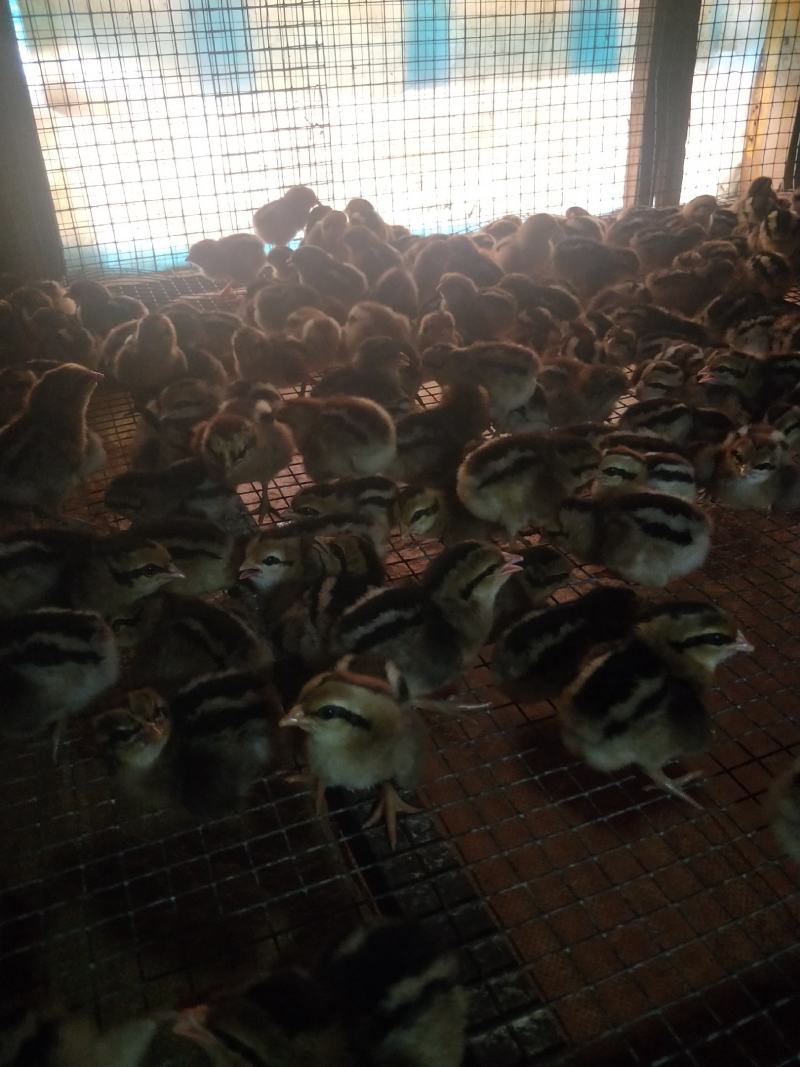 海南山鸡又名白耳茶花鸡,成年公鸡2.5斤左右!观赏加食用