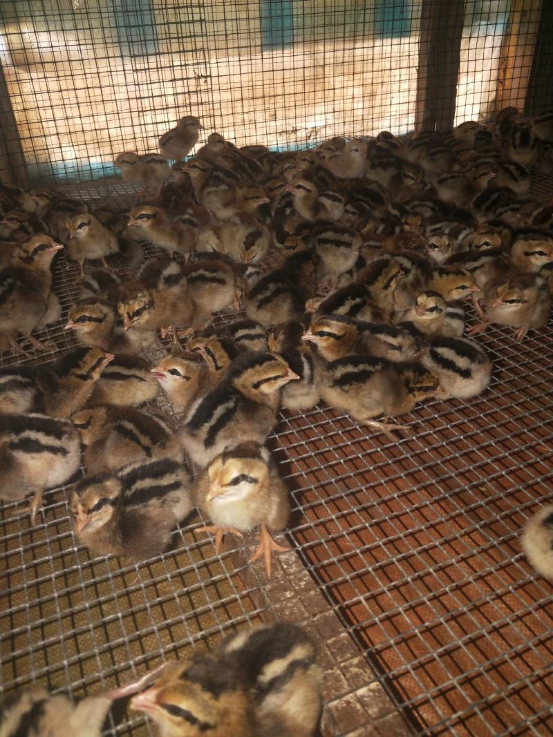 海南山鸡又名白耳茶花鸡,成年公鸡2.5斤左右!观赏加食用