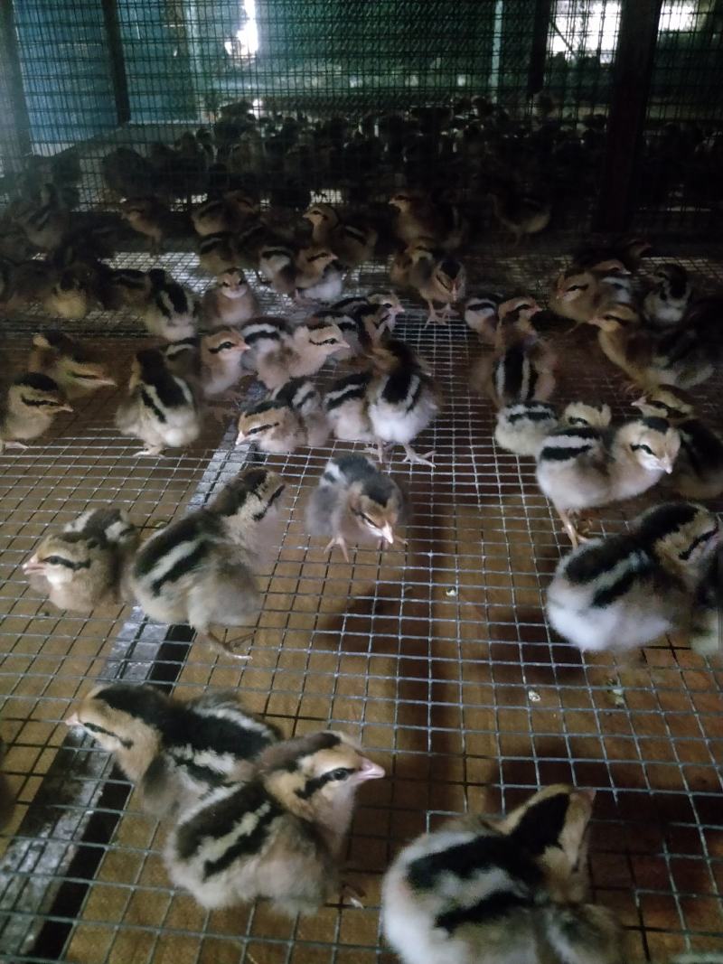 海南山鸡又名白耳茶花鸡,成年公鸡2.5斤左右!观赏加食用