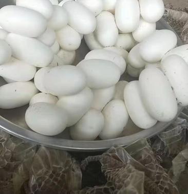 [蛇蛋批发]大量供应水律蛇蛋价格3000元/个 