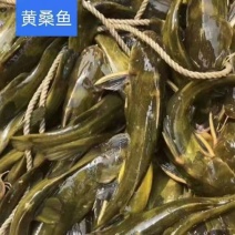 黄骨鱼苗
