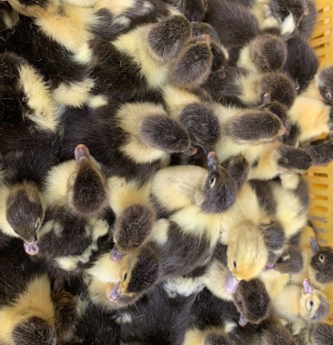 大种番鸭苗,脱温苗,孵化基地直销,诚信经营