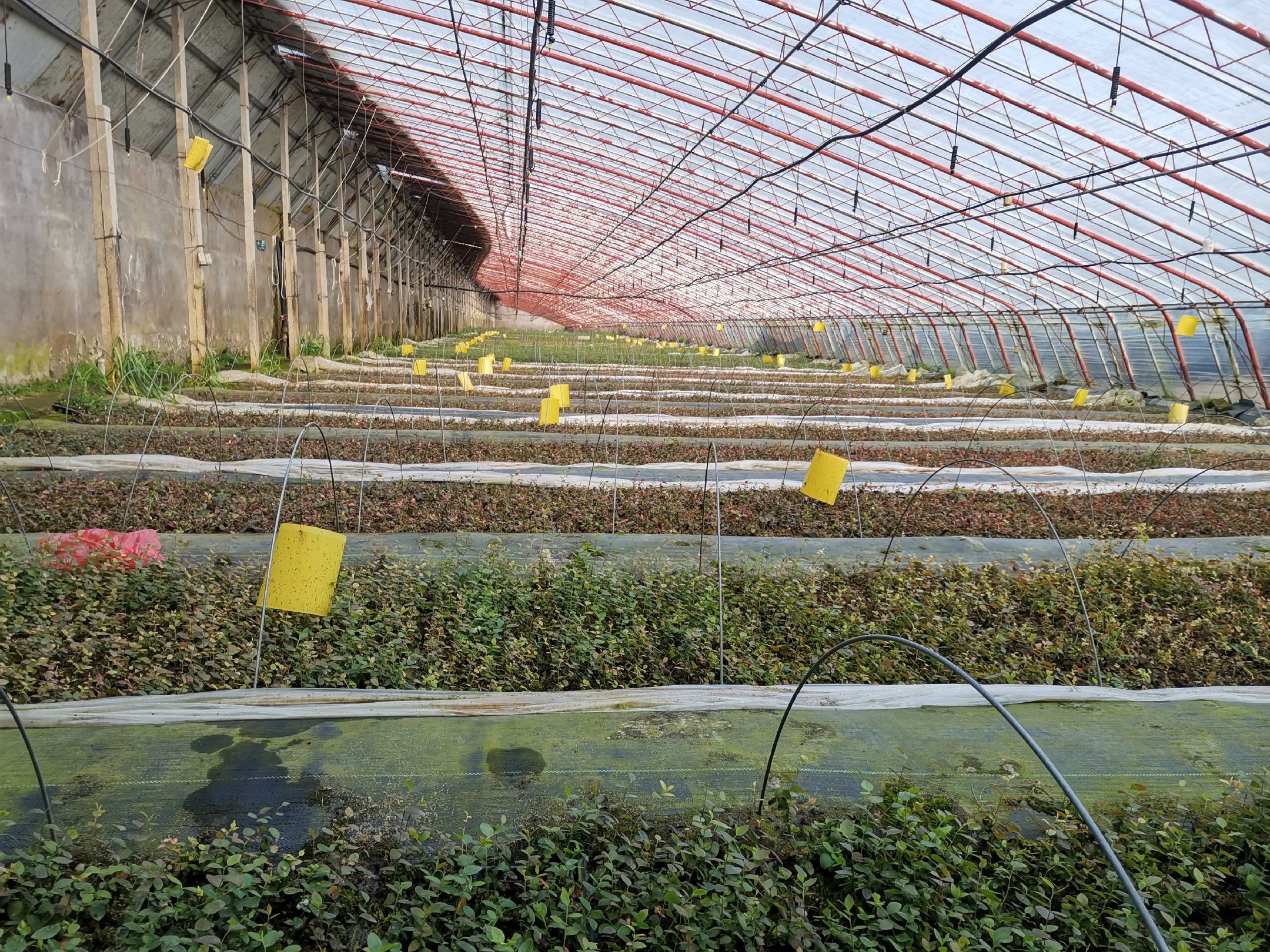 展示草莓大棚中使用黄板进行生物防治的现场图 草莓大棚内黄板诱杀害虫场景