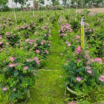香水合欢盆栽花卉基地直销，批发价格，整车发货
