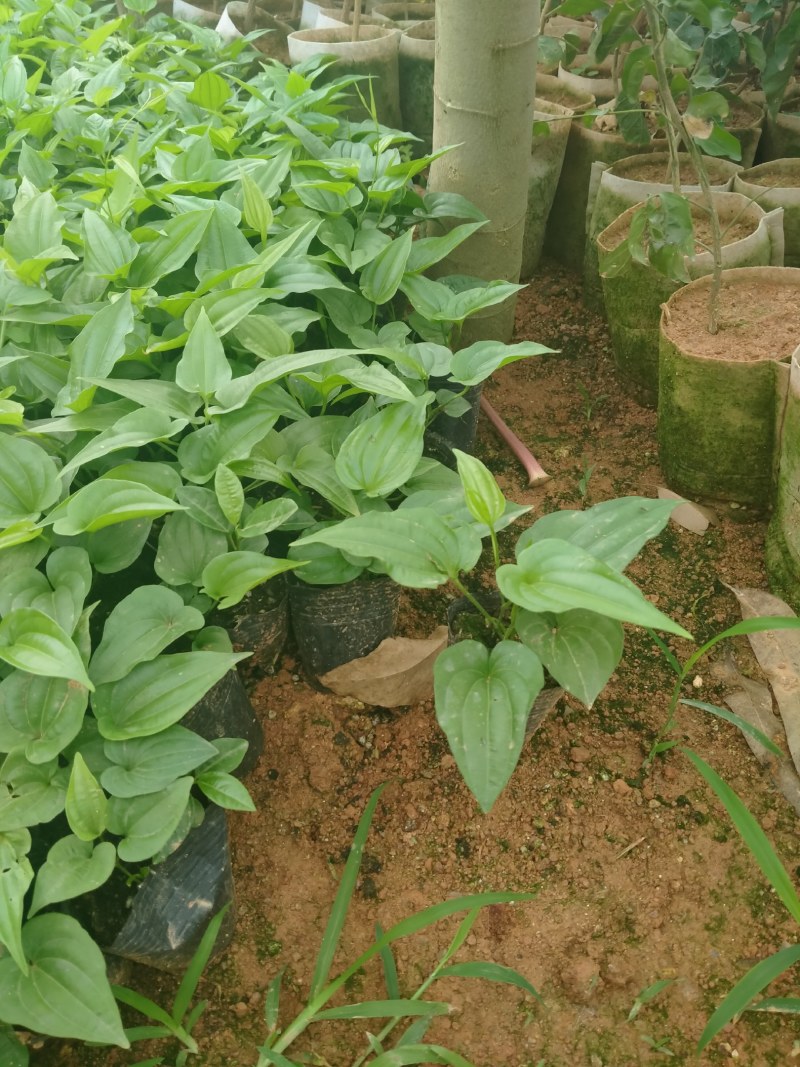 百部苗:种植2年成中药材,一棵产20斤左右,经济效益高