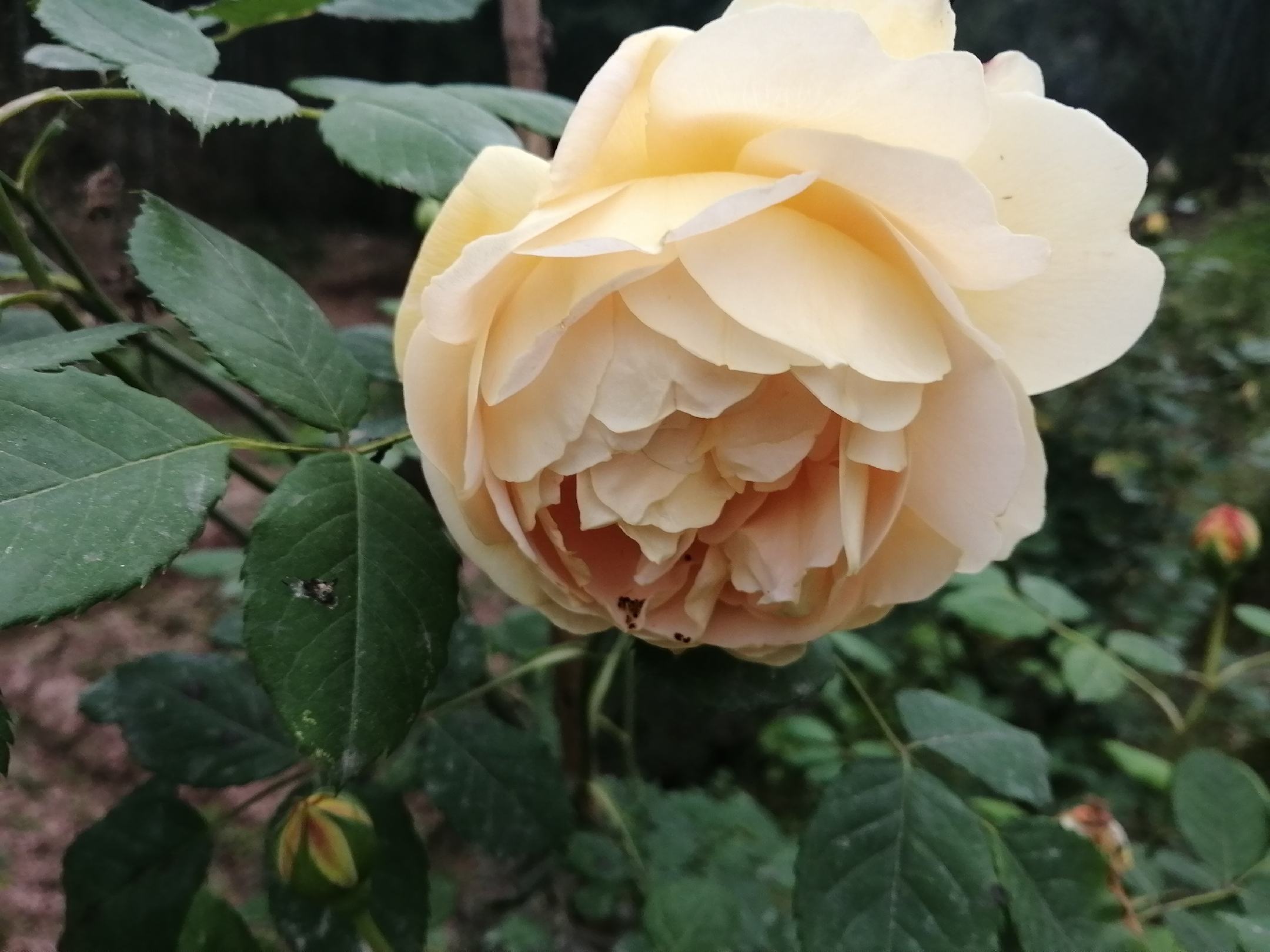 一株盛开的白色百合,展示其整体形态与花瓣排列 百合花整体图