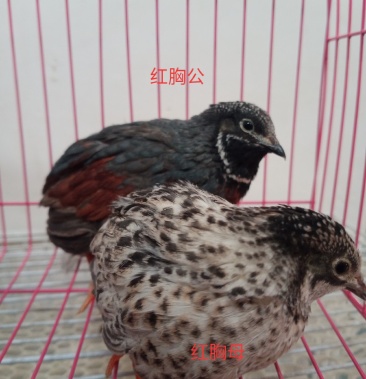 变异芦丁鸡红胸蓝脸50天左右的青年芦丁鸡