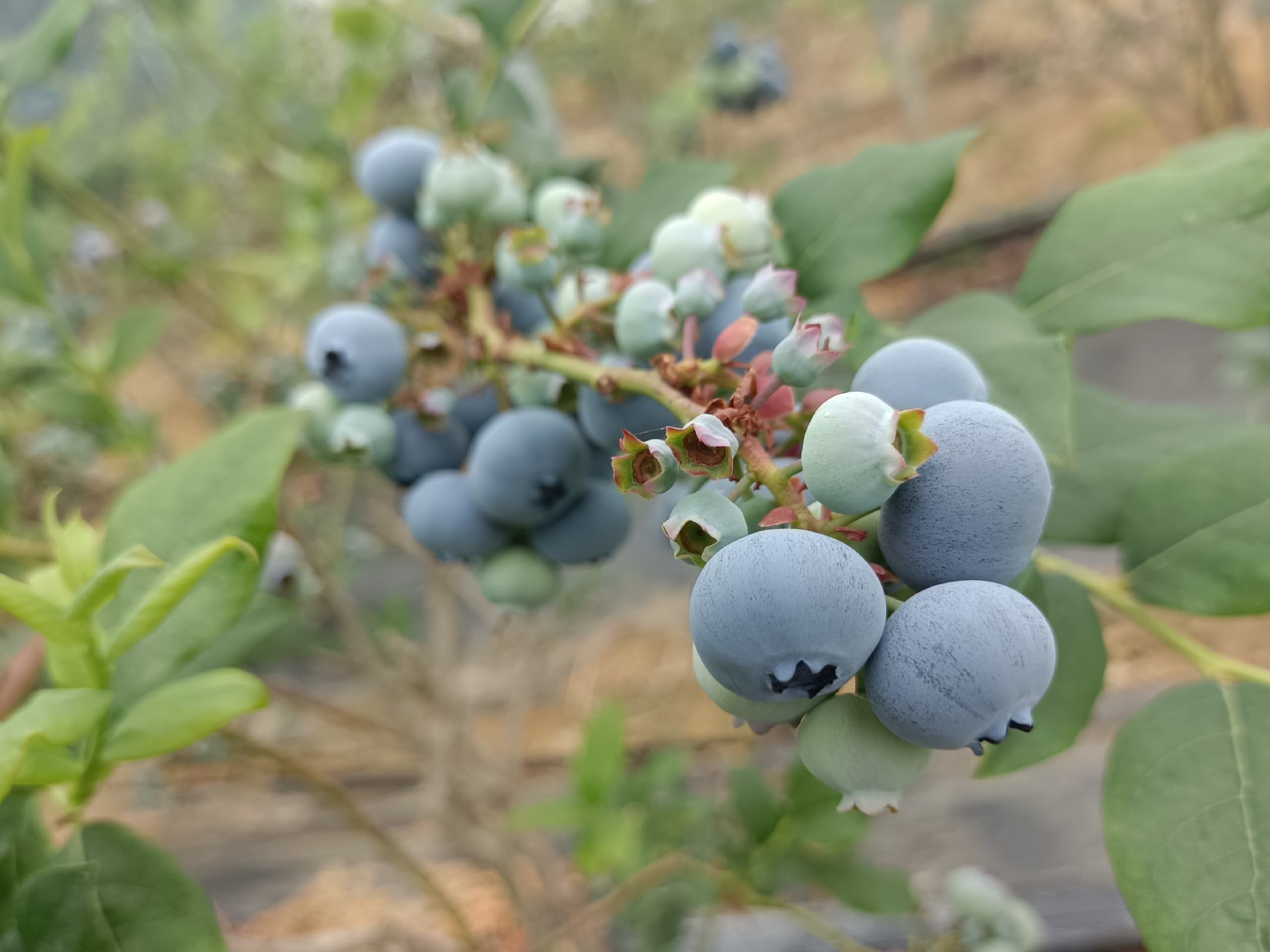 乌饭果植株与果实特写