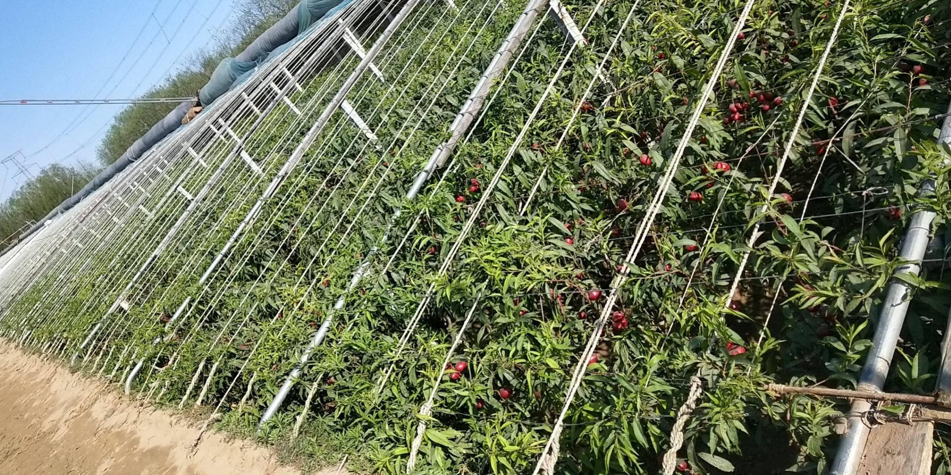 中油27号油桃果园全景