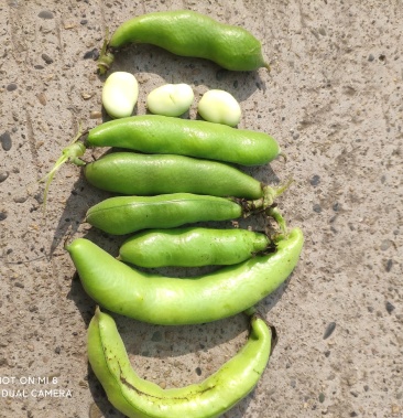 新鲜大白蚕豆每天现摘现卖货源充足个体都非常饱满