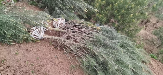 白皮松夏季修剪现场图