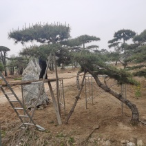 精品造型松，专供大斜飘，虬枝密冠