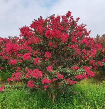 苗圃現有美國紫薇紅火箭紅火球紫庭院道路種植耐寒花期長