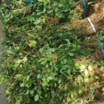 优质小叶扶芳藤，质量非常好，成活率高，需要的联系