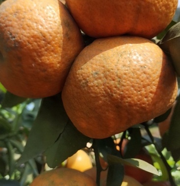 [默科特柑橘批发]w默科特价格1.80元/斤 - 一亩田