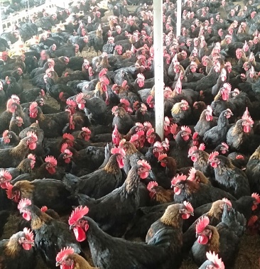 [黑凤鸡批发]河南省新乡市封丘县养殖基地专业养殖优