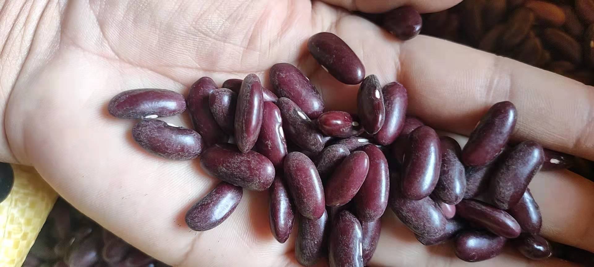 泡发好的蚕豆特写