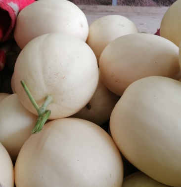 河南省内黄县王保昌诚信瓜果市场小白瓜大量上市