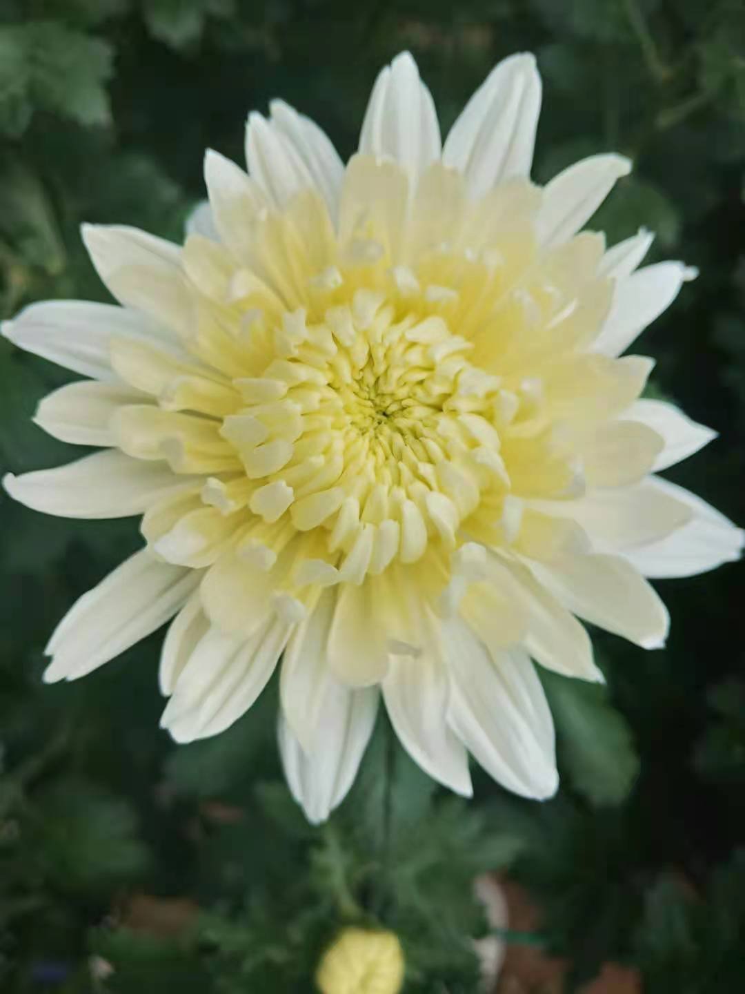 黄白菊花鲜花基地长年有货