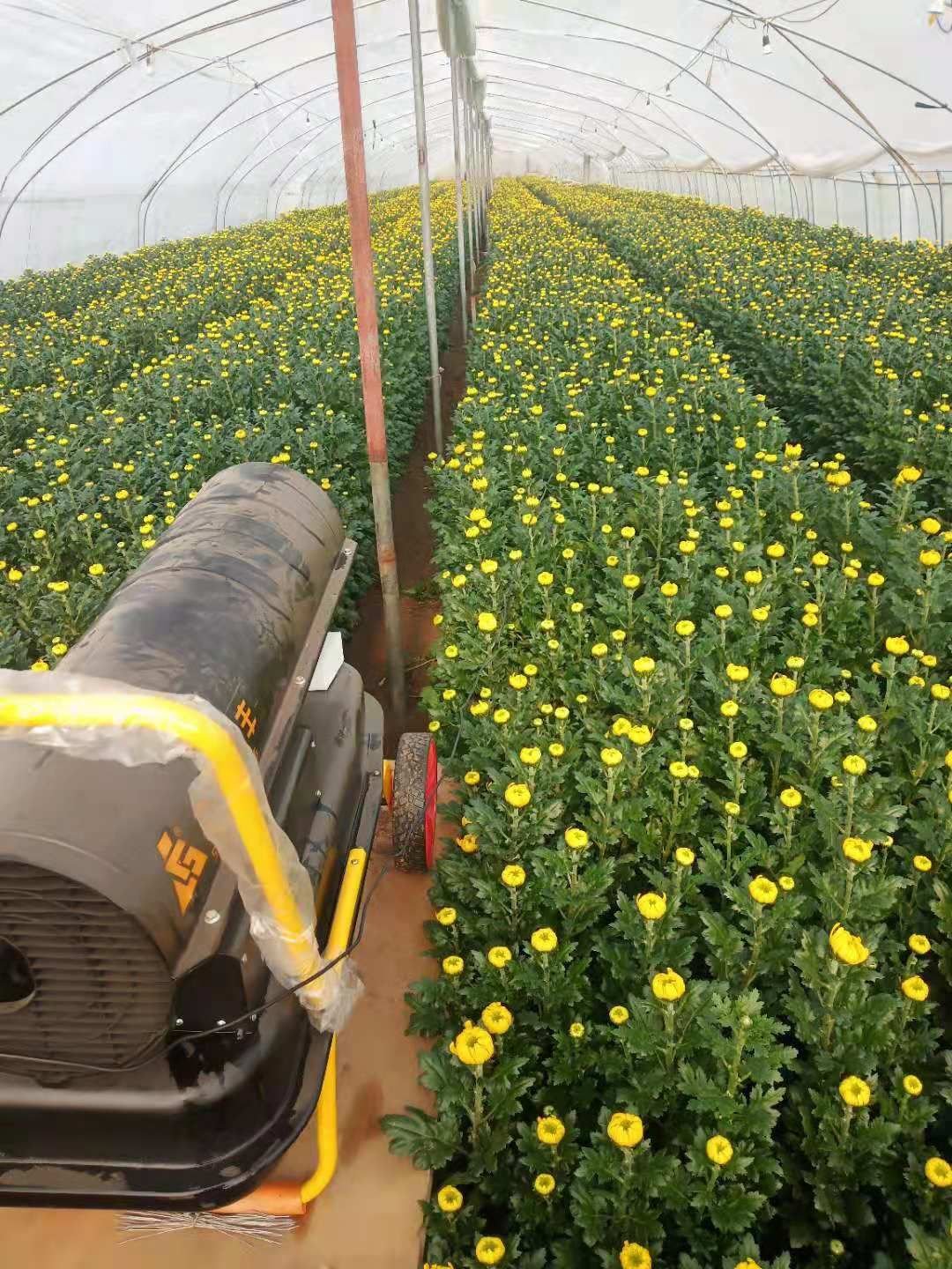 黄白菊花批发基地图片