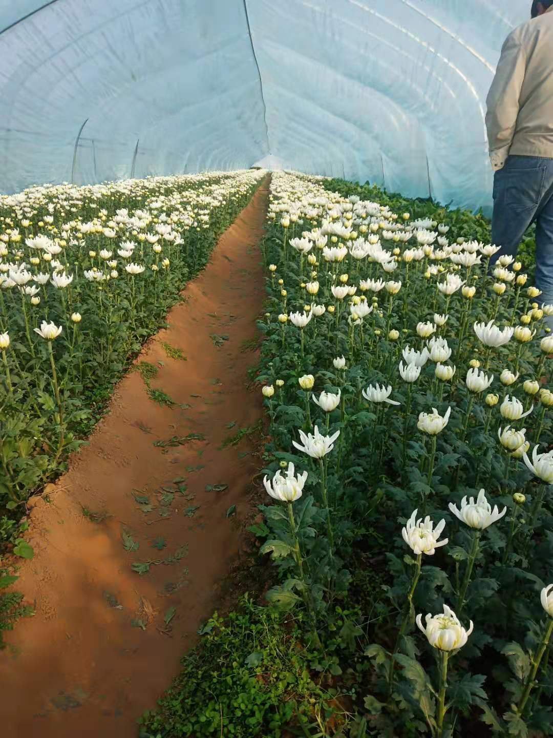 黄白菊花批发基地图片