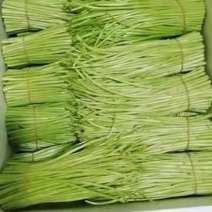 芦蒿