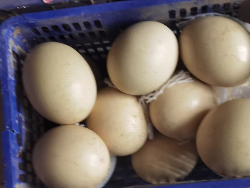 非洲鸵鸟蛋种蛋一枚三斤左右营养丰富口感细腻