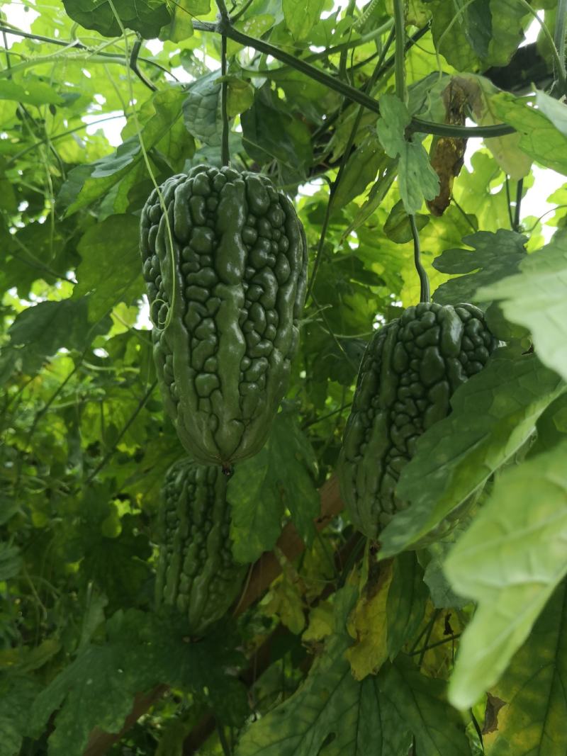 杜阮凉瓜雷公凿圆苦瓜大顶苦瓜老鼠尾