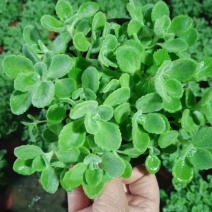 碰碰香绿植价格低，质量好，自家种植，量大欢迎询价