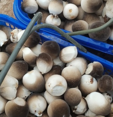 [鲜草菇批发]鲜草菇价格6.00元/斤 - 一亩田