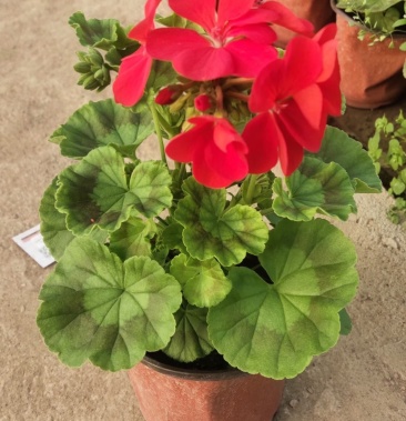 [批发]天竺葵,盆花,现货供应,基地直销,价格1.00元/棵 - 一亩田