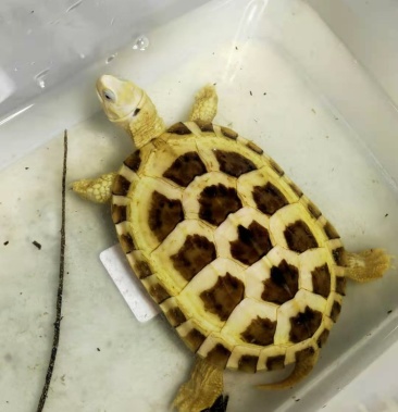 变异龟金银龟健康全品开食喜欢别错过