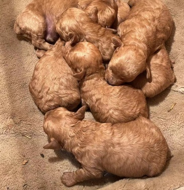 泰迪狗狗活物家養幼崽混血小動物沛縣養殖基地