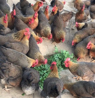 [活鸡批发]清远鸡价格8.20元/斤 - 一亩田