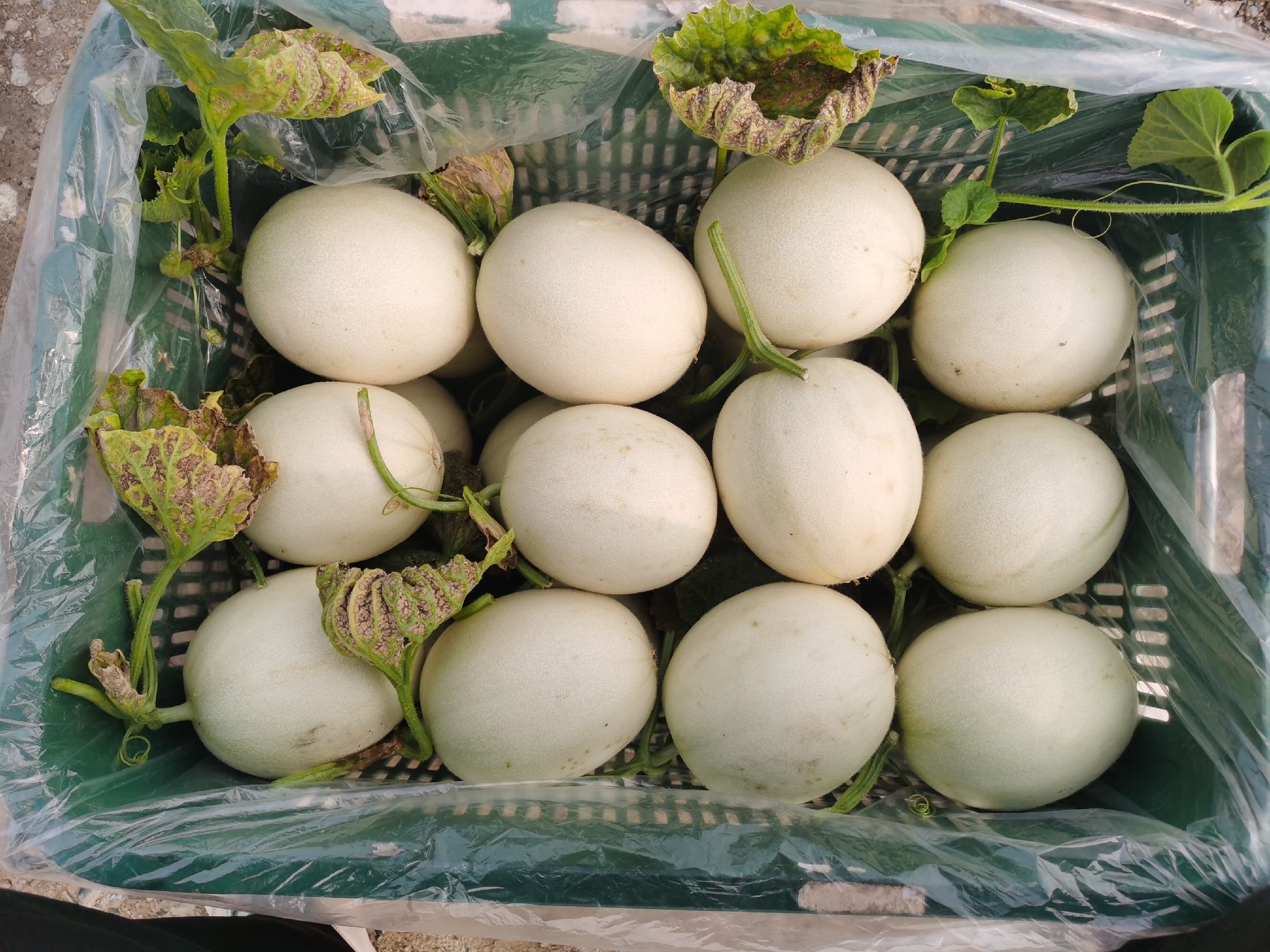 海南玉菇甜瓜分装发货现场