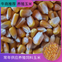 玉米粒干黑龙江玉米粒价格实惠养殖饲料玉米