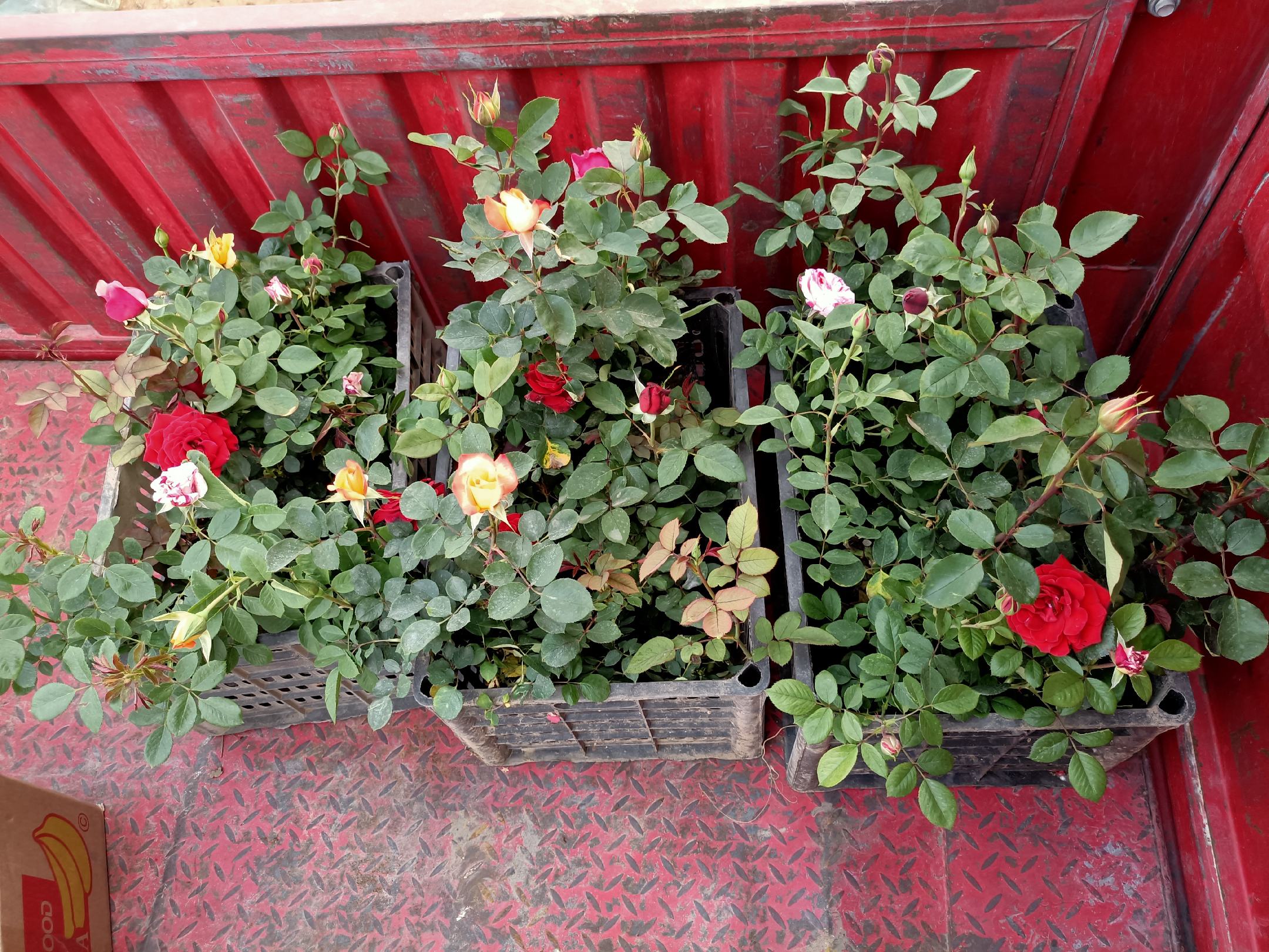 不同月季品种对比图：藤本、灌木、微型月季排列展示