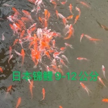 锦鲤鱼苗，三色锦鲤鱼苗，渔场一手货源，色泽靓，游姿美。