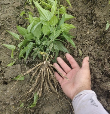 供应百部种苗包回收产品