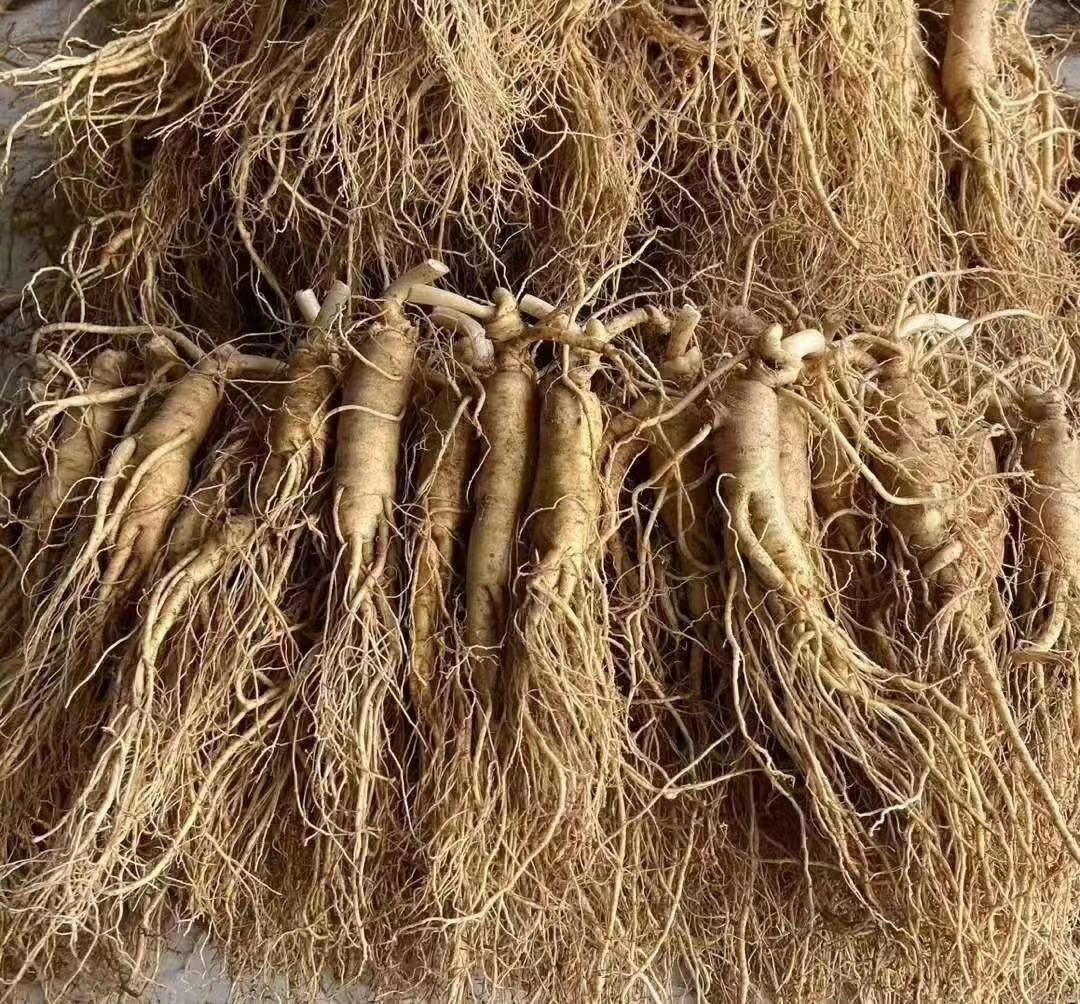 展示新鲜采摘的五年参龄长白山鲜人参,根部粗壮,表皮光滑,色泽自然 长白山鲜人参特写