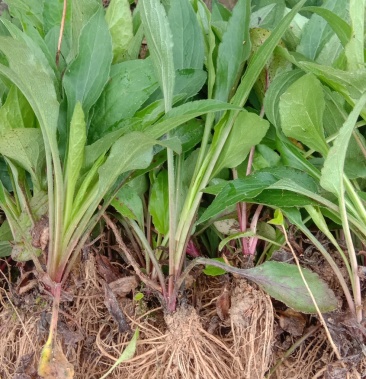 贵州本地一枝黄花苗在热销中