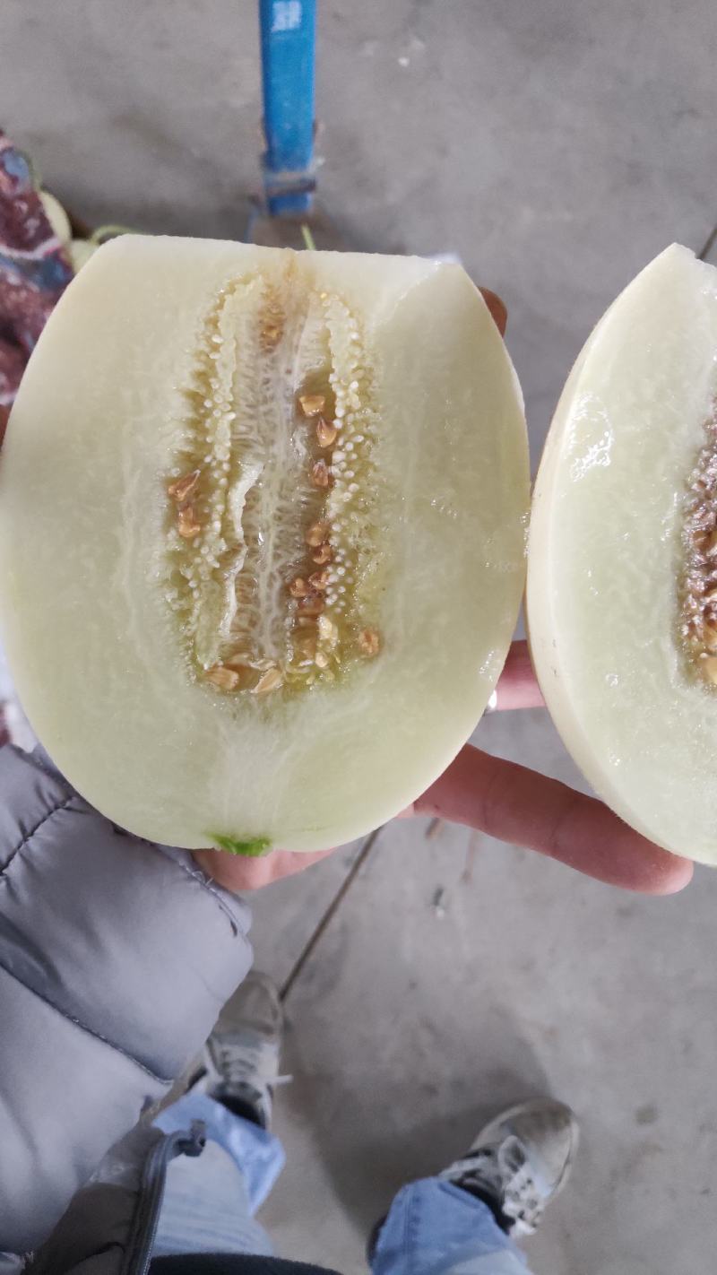 甜瓜,白瓜西薄洛托