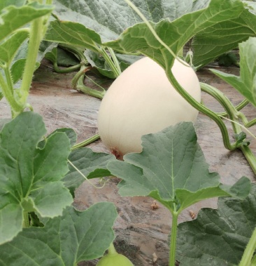 [玉姑甜瓜批发]甜瓜,白瓜 西薄洛托价格4.50元/斤 - 一亩田