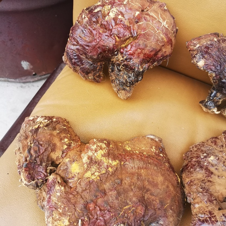 [赤灵芝批发]东北纯野生的松杉灵芝,也叫铁杉灵芝,木灵芝,是赤芝中