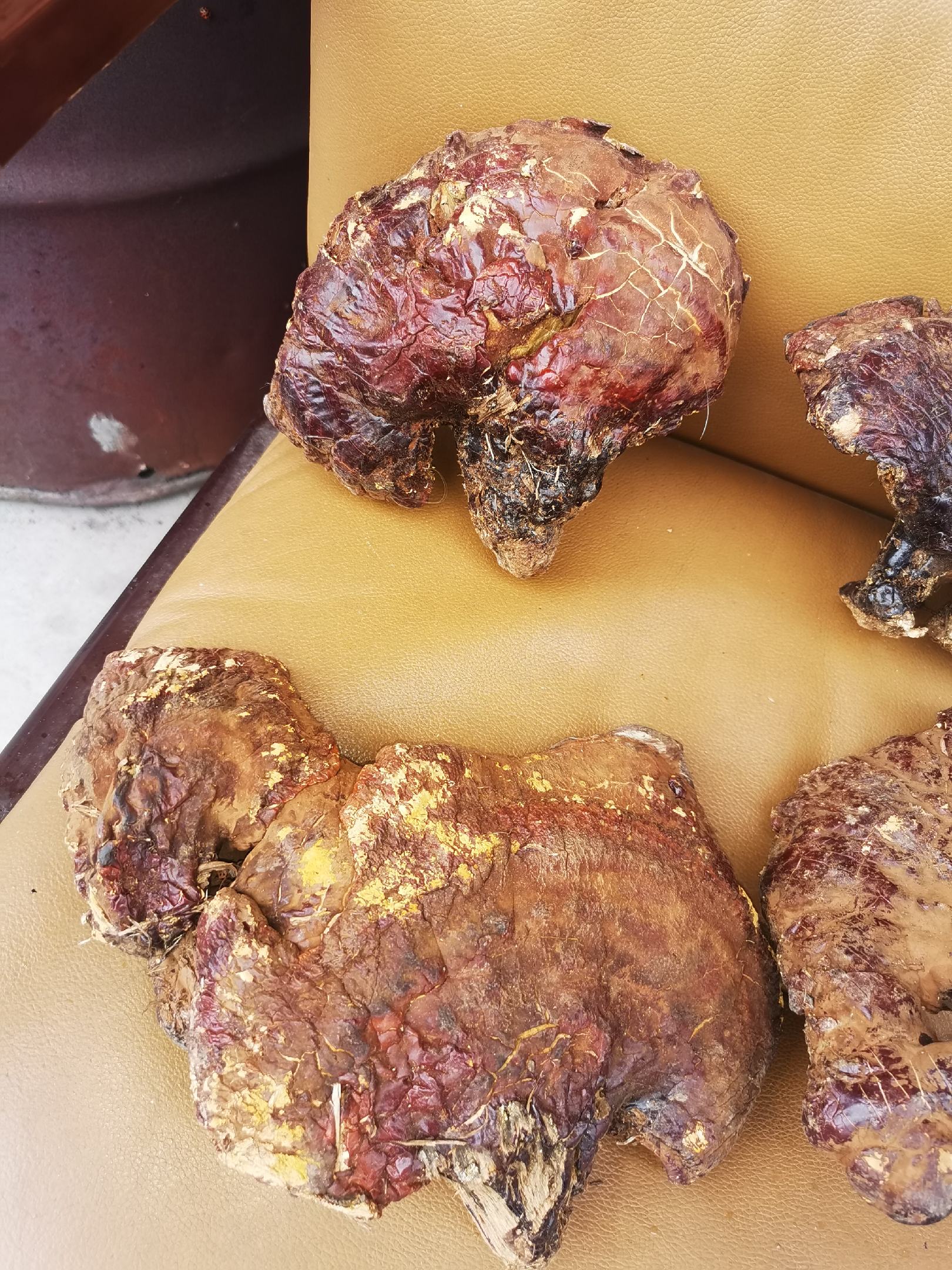 [赤灵芝批发]东北纯野生的松杉灵芝,也叫铁杉灵芝,木灵芝,是赤芝中