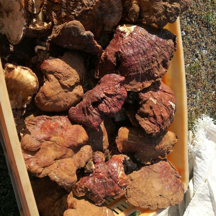 [赤灵芝批发]东北纯野生的松杉灵芝,也叫铁杉灵芝,木灵芝,是赤芝中