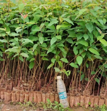 [桉树苗批发]26 29 广九价格1.50元/棵 - 一亩田